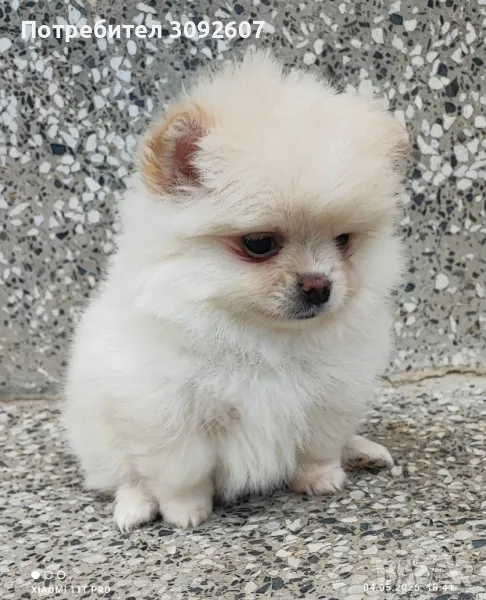 Померан момчета , снимка 1