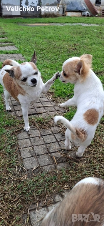 Симба си търси нов дом. , снимка 1