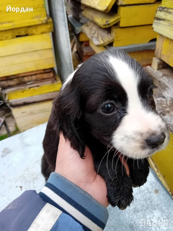 Смесени Английски кокер и Бретон, снимка 1