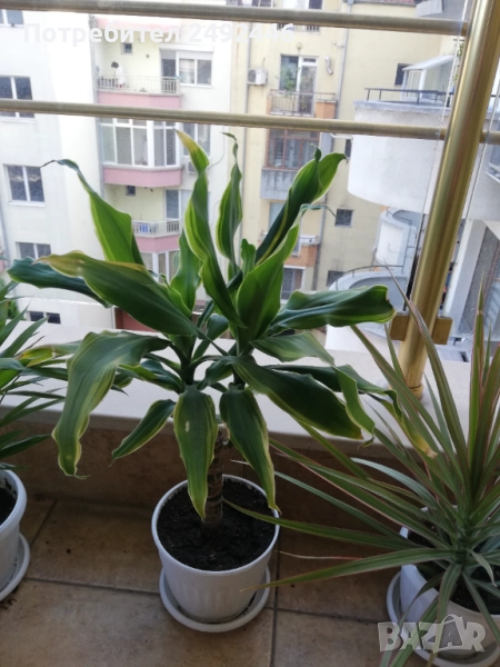 Драцена франгас, снимка 1