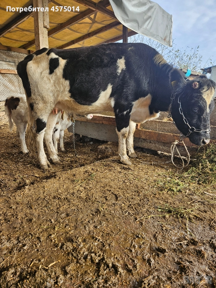 крава и теленце, снимка 1
