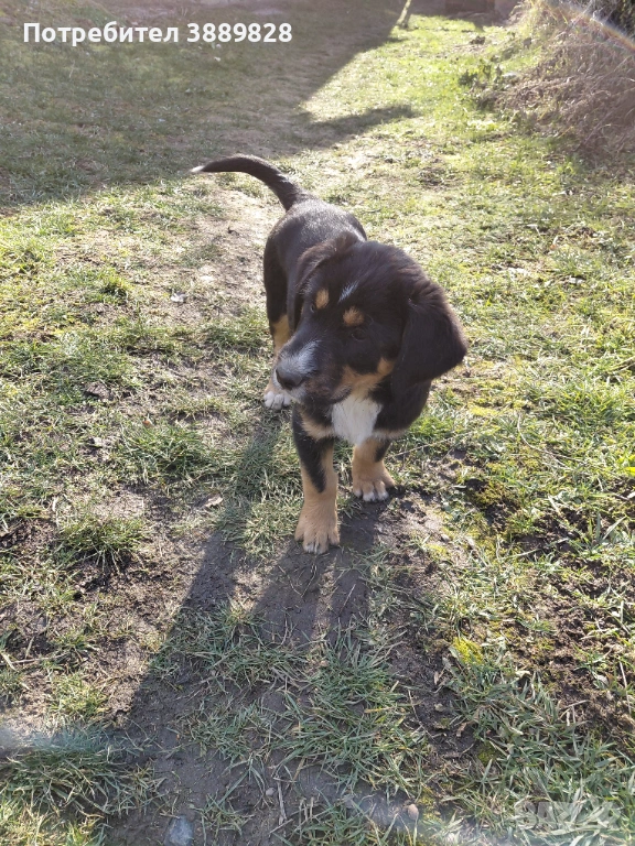 Две мъжки.Между Каракачанка и Ловджийски куче , снимка 1