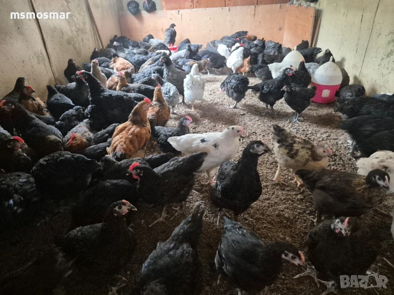 Петлета на 5 месеца, снимка 1