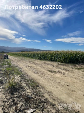 Замразена сладка царевица, снимка 6 - Домашни продукти - 52171913