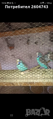 Продавам различни видове папагали , снимка 16 - Папагали - 52892178