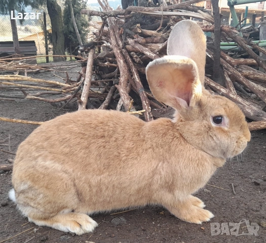 Продавам великани