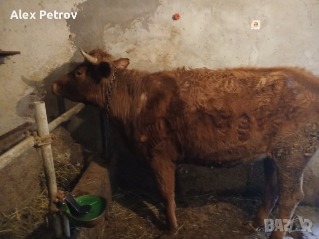 Свободни мъжко и женско теле, снимка 4 - Крави - 53655785