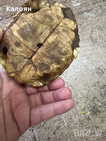 Костенурка черупка , снимка 5 - Други ценни предмети - 50871785