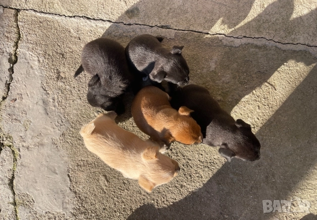 Мини чихупинчери чихуахуа пинчер, снимка 2 - Чихуахуа - 52791401