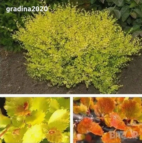Жълта бреза джудже – Betula Golden Nana, снимка 8 - Разсади - 52714418
