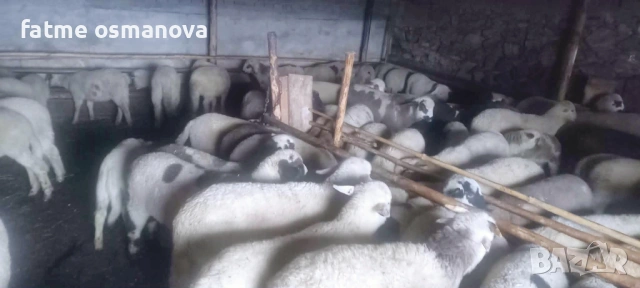 Агнета от 20кгдо 30 кг тел.0887266297, снимка 2 - Овце - 54002700