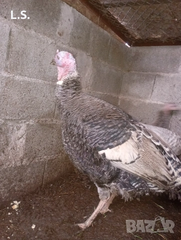 Разменям или продавам пуяк на 10 месеца, снимка 2 - други­ - 53440675