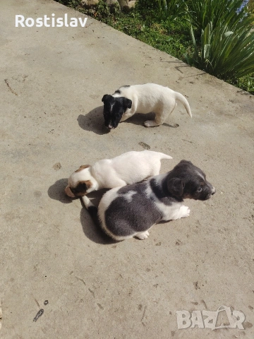 кученца джак ръсел териер , снимка 8 - Джак ръсел териер - 53954507
