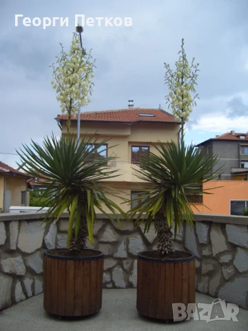 Палма Юка-студоустойчива-60-70см. , снимка 10 - Градински цветя и растения - 50765301