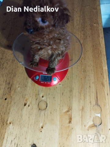 Tea Cup Пуделче, снимка 5 - Пудели - 53597995