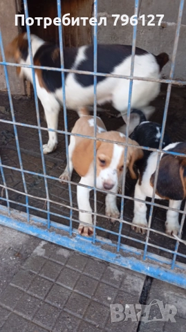 Женско кученце Бигъл 