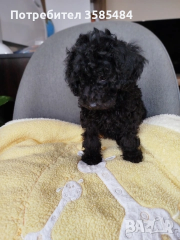 Мини пудел/Mini poodle , снимка 7 - Пудели - 53883552