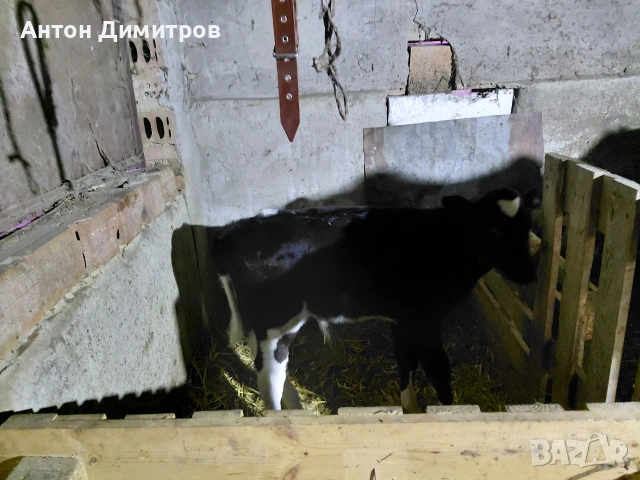 Теле сукалче, снимка 4 - Крави - 53463539