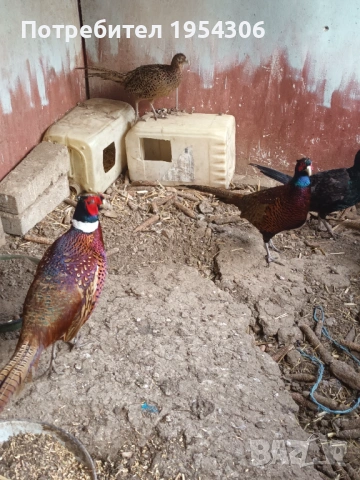 Свободни фазани