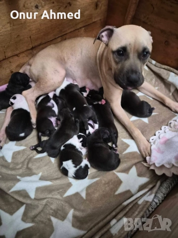 Питбули, снимка 12 - Питбул - 53784911