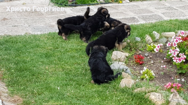 Развъдник”Georgiev Nouse”продава малки чистокръвни немски овчарки женски, снимка 10 - Немска овчарка - 51432181