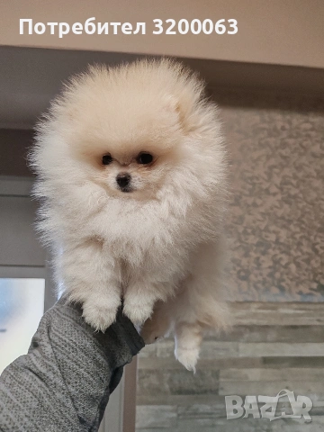 Померан мини женско , снимка 5 - Померан - 53378760