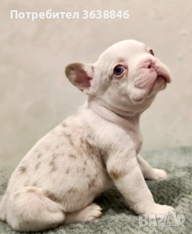 Френски булдок, снимка 2 - Френски булдог - 53592413