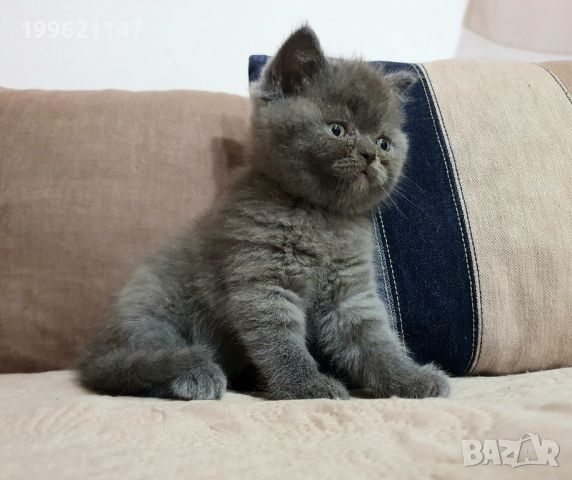 Британска късокосместа малки котенца, снимка 3 - Британска късокосместа - 45723716