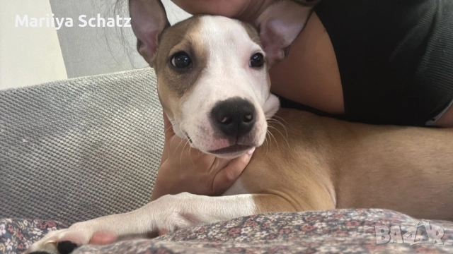 Подарявам бебе Питбул, снимка 3 - Питбул - 53926321