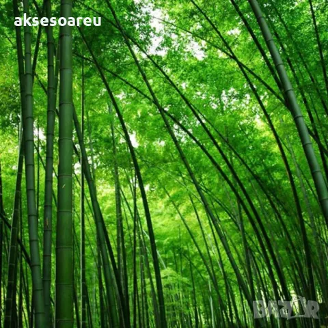 100 Семена от гигантски бамбук Moso Bambo градински горски декоративни растения за дома и двора бамб, снимка 9 - Сортови семена и луковици - 49827507