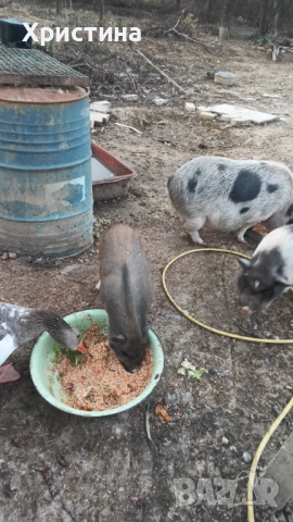 Виетнамски прасета, снимка 4 - Прасета - 52469489