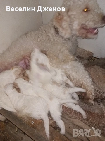 лагото Романьоли , снимка 11 - Други - 50494587