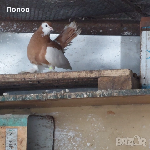 Продавам гълъби, снимка 4 - Гълъби - 52724895