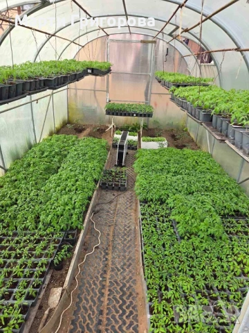 Разсад домати Нови Искър, снимка 5 - Разсади - 54182213