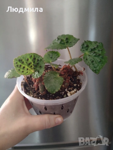 Бегония ферокс/ferox