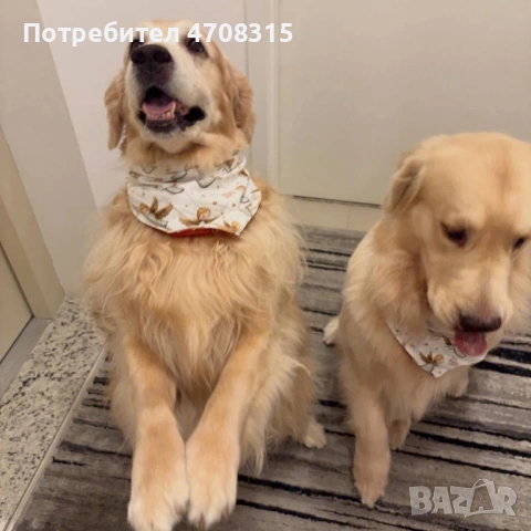 Голдън ретривър момче , снимка 13 - Голдън ретривър - 53384772