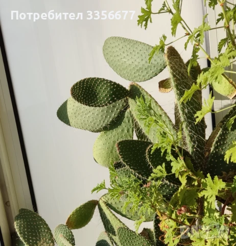 Кактус "Opuntia Microdasys" h>2.0m', снимка 2 - Разсади - 50832531