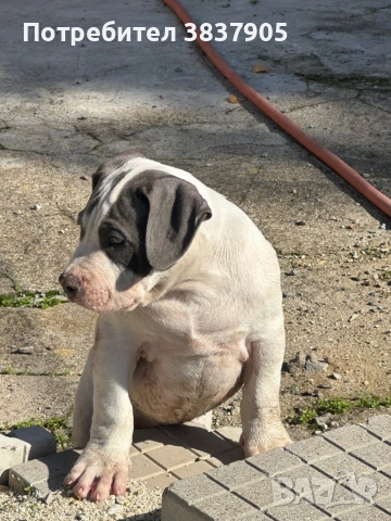 Американко були хл, снимка 4 - Американски стафордширски териер - 52507402