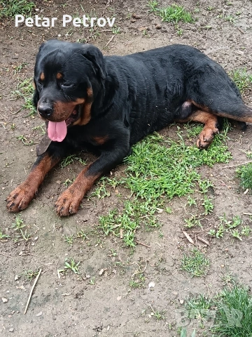 Ротвайлер мъжки , снимка 4 - Ротвайлер - 54082927