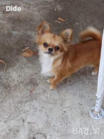 Продавам женска чихуахуа мини , снимка 1