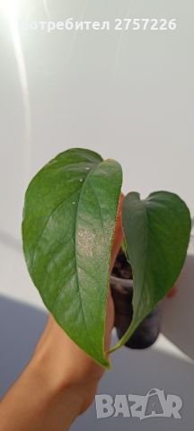 Epipremnum pinnatum , снимка 2 - Стайни растения - 46400214