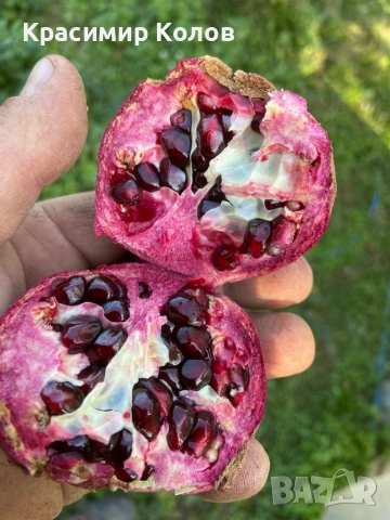 Нарове – селекция от много сортове с различни характеристики ,растения, дръвчета, снимка 7 - Градински цветя и растения - 52516852