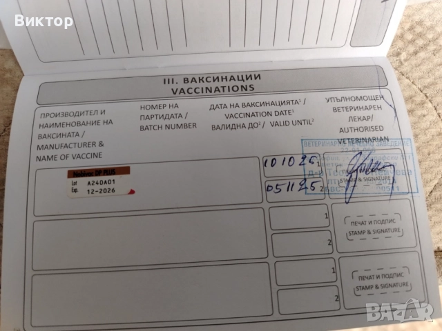 Продавам дратхаарчета , снимка 2 - Дратхаар - 49896713