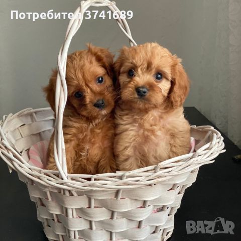 Cavapoo кученца