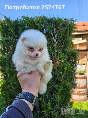 Померани , снимка 8 - Померан - 54097931