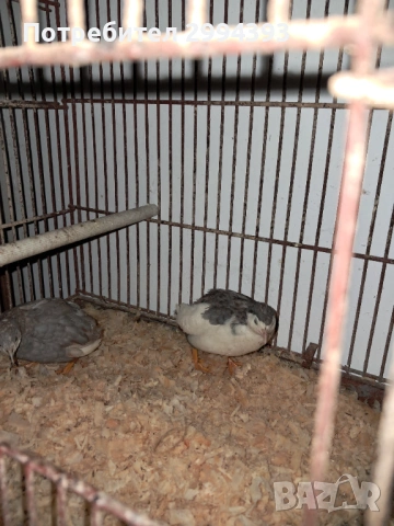 3 броя Китайски пъдпъдъци