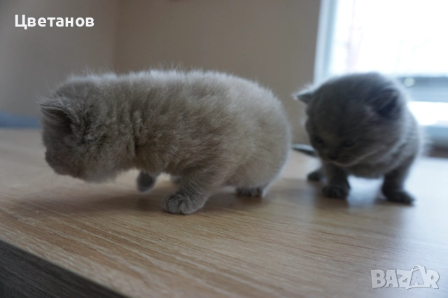 Британска късокосместа, снимка 4 - Британска късокосместа - 52973038