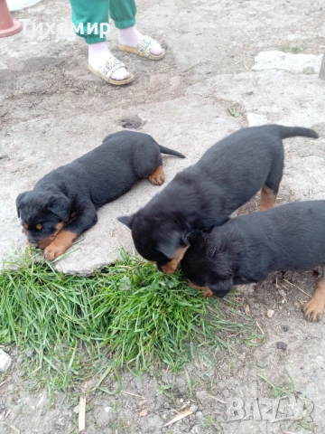 Ротвайлер, снимка 7 - Ротвайлер - 54206894