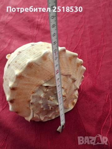 Голяма раковина , снимка 5 - Други - 52800434