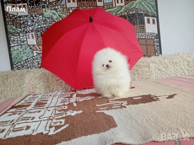 Бели мини Померани. Реални снимки от 04.04.26 г., снимка 5 - Померан - 54058437